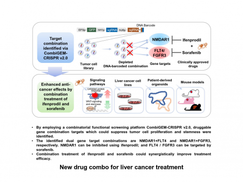 港大醫學院研究團隊通過CRISPR-Cas9多基因剔除技術平台 成功篩選出治療肝癌的新藥物組合療法